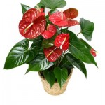 Anthurium-red