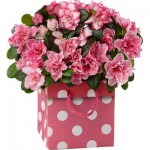 Azalea-bag