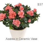 Azalea-salmon