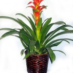 Bromeliad