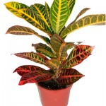Croton