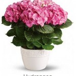 Hydrangea