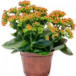 Kalanchoe-orange