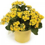 Kelanchoe-yellow