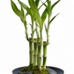 LuckyBamboo