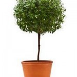 Myrtle-Topiary