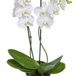 Orchid