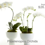 Orchids-white