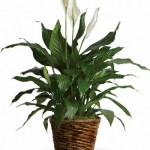 Peace.Lily-2