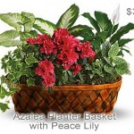 Planter-Basket
