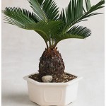 Sago-Palm